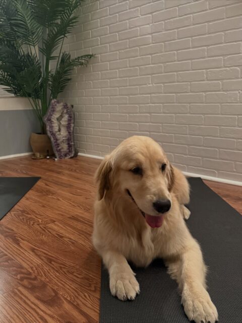 Sometimes the greatest teachers don’t say a word…they simply remind us how to be. That’s exactly what this ball of sunshine on four paws reminded me of today. 🌞🐾

Salsa, thanks for sharing your peaceful energy, unconditional love, and having the kind of presence that instantly sparks joy.

At Feather & Stone Yoga, our doors and hearts are open to all 💛💛💛

#dogsofinstagram #goldenretrieverworld #goldenretriever #doga #yoga