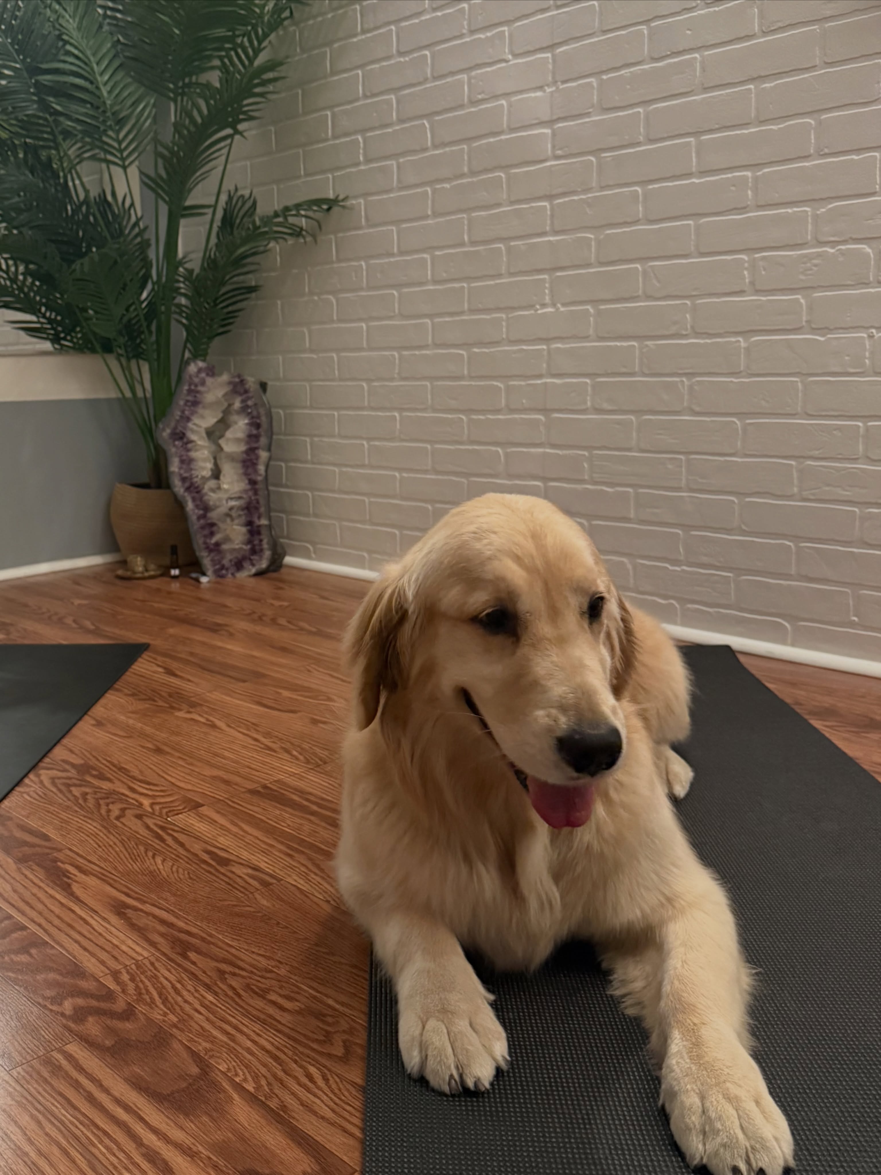 Sometimes the greatest teachers don’t say a word…they simply remind us how to be. That’s exactly what this ball of sunshine on four paws reminded me of today. 🌞🐾

Salsa, thanks for sharing your peaceful energy, unconditional love, and having the kind of presence that instantly sparks joy.

At Feather & Stone Yoga, our doors and hearts are open to all 💛💛💛

#dogsofinstagram #goldenretrieverworld #goldenretriever #doga #yoga